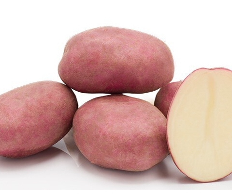 Сорт картофеля "Церата" (селекция Stet)